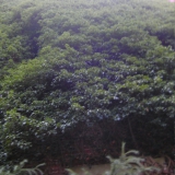 DIGITAL CAMERA
