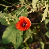 20180705_185609_DSC_4825